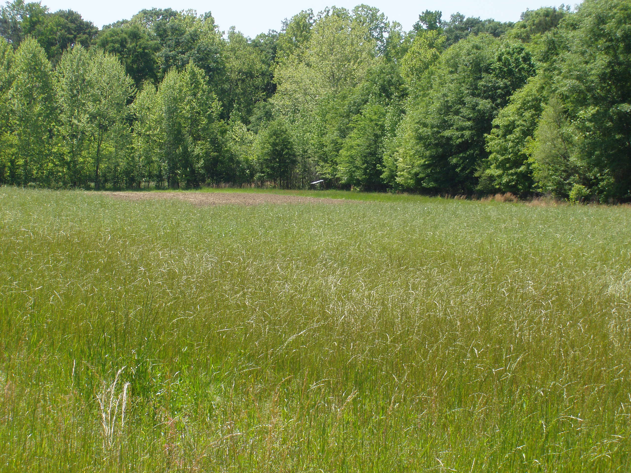 Fields and forest