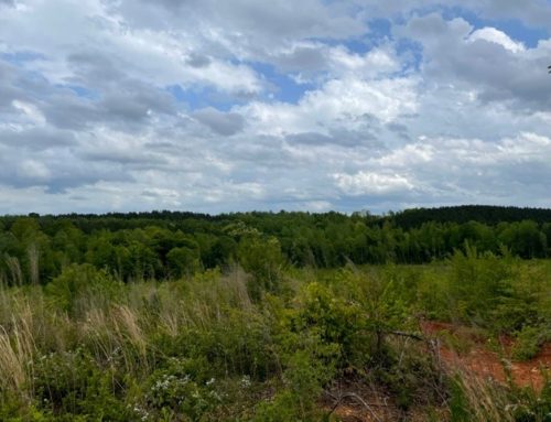 Clay County 56 Acres (SOLD)