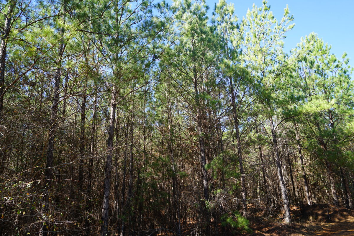 Monroe, Wilcox County 2,724 Acres UNDER CONTRACT