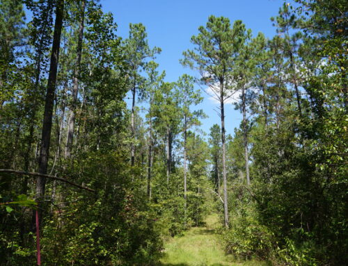 Monroe & Wilcox County- 2,414 Acres