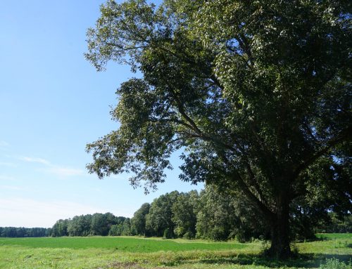 Dale County – 216.93 Acres